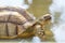 Close up head the big Sulcata tortoise in mini pool