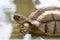 Close up head the big Sulcata tortoise in mini pool
