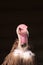 Close-up of the head of a bird of pray called the hooded vulture