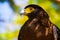 Close up head of bird of prey yellow eye and beak green blurred background -  Rufous winged buzzard Butastur liventer on Ko