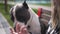 Close-up head of black and white dog licking dessert off female hands in slow motion. Curios American Staffordshire