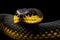 Close up of the head of a black and yellow striped snake on black background, Closeup of wild black yellow snake isolated on fl,