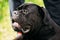 Close Up Head Of Black Young Cane Corso Dog. Big Dog Breeds