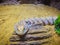 Close up head of the Blotched Blue-tongued lizard (Tiliqua nigrolutea), the largest lizard species occurring in Tasmania, Austral