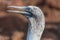 Close Up of head of blue footed booby,  North Seymour, Galapagos Islands, Ecuador