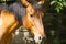 Close-up of the head of a brown horse from the side