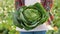 Close up head of cabbage in the hands of an unrecognizable farmer woman in a vegetable field.