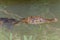 A close up of the head of a Caiman swimming in a tributary to the Tortuguero River in Costa Rica