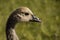 Close Up of the Head of a Canadian Goose Gosling