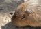 Close up Head of Capybara is Sunbathing on The Ground