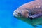 Close up head carp bream in water.