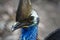 Close Up Of Head Of A Cassowary