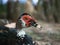 Close Up of the Head and Chest of a Muscovy or Creole Duck