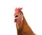 Close up head of chicken hen isolate white background