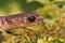 Close up of the head of a common Ensatina eschscholtzii from North Oregon