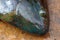 Close up of the head of a coral fish Floral Wrasse, Cheilinus chlorourus They are one of the larger wrasses and are usually shy