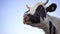 Close-up Head Cow With Horns Sky Background. Cow Is Chews.  Dairy Cattle On Farm