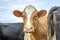 Close up of the head of a cow, red with a white blaze, amidst a group of cows  relaxed and happy