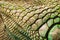 Close-up of a head crest of Plumed basilisk.