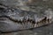 Close up of a head crocodile