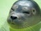 Close up of the head of a cute harbour or common seal in Seal Sanctuary Ecomare on the island of Texel, Netherlands
