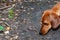 Close up of the head of a dachshund sniffing a ground worm on a dirt road in the middle of the forest