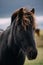 Close-up head of dark Icelandic horse, Iceland