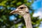 Close-up of head details South African female common ostrich Struthio camelus