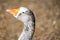 Close up of the head of a domestic geese, domesticated grey geese that are kept by humans as poultry for their meat, eggs, and