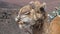 Close-up of the head of a dromedary with muzzle,