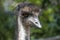 Close-up of the head of an Emu (Dromaius novaehollandia)