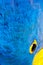 Close-up of head, eye and feathers of a Hyacinth Macaw, Anodorhynchus Hyacinthinus, Hyacinthine Macaw, Pantanal, Brazil