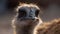 Close up head and face of Common ostrich flightless bird in the nature background