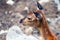 Close-up of the head of a fallow deer in a zoo in Kronberg im Taunus, Germany