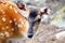 Close-up of the head of a fallow deer in a zoo in Kronberg im Taunus, Germany