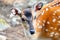 Close-up of the head of a fallow deer in a zoo in Kronberg im Taunus, Germany