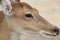 Close up head female deer in garden