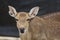 Close up head female deer in garden