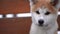 Close-up head of furry dog looking around in slow motion. Closeup portrait of fluffy curious Akita sitting outdoors.