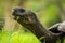 Close-up of head of Galapagos giant tortoise
