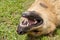 Close-up of the head of a German Shepherd dog