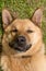 Close-up of the head of a German Shepherd dog