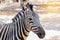 Close up head gf plains zebra Equus quagga or Burchells zebra