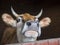 Close up head of ginger cute young bull looking from the stall,