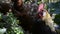 Close up of head of golden rooster standing on traditional rural barnyard in the morning. Colorful long-tailed Phoenix