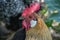 Close up of head of golden rooster standing on traditional rural barnyard in the morning. Portrait of colorful long-tailed rooster