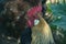 Close up of head of golden rooster standing on traditional rural barnyard in the morning. Portrait of colorful long-tailed rooster