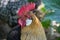 Close up of head of golden rooster standing on traditional rural barnyard in the morning. Portrait of colorful long-tailed rooster