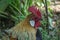 Close up of head of golden rooster standing on traditional rural barnyard in the morning. Portrait of colorful long-tailed rooster