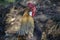 Close up of head of golden rooster standing on traditional rural barnyard in the morning. Portrait of colorful long-tailed rooster